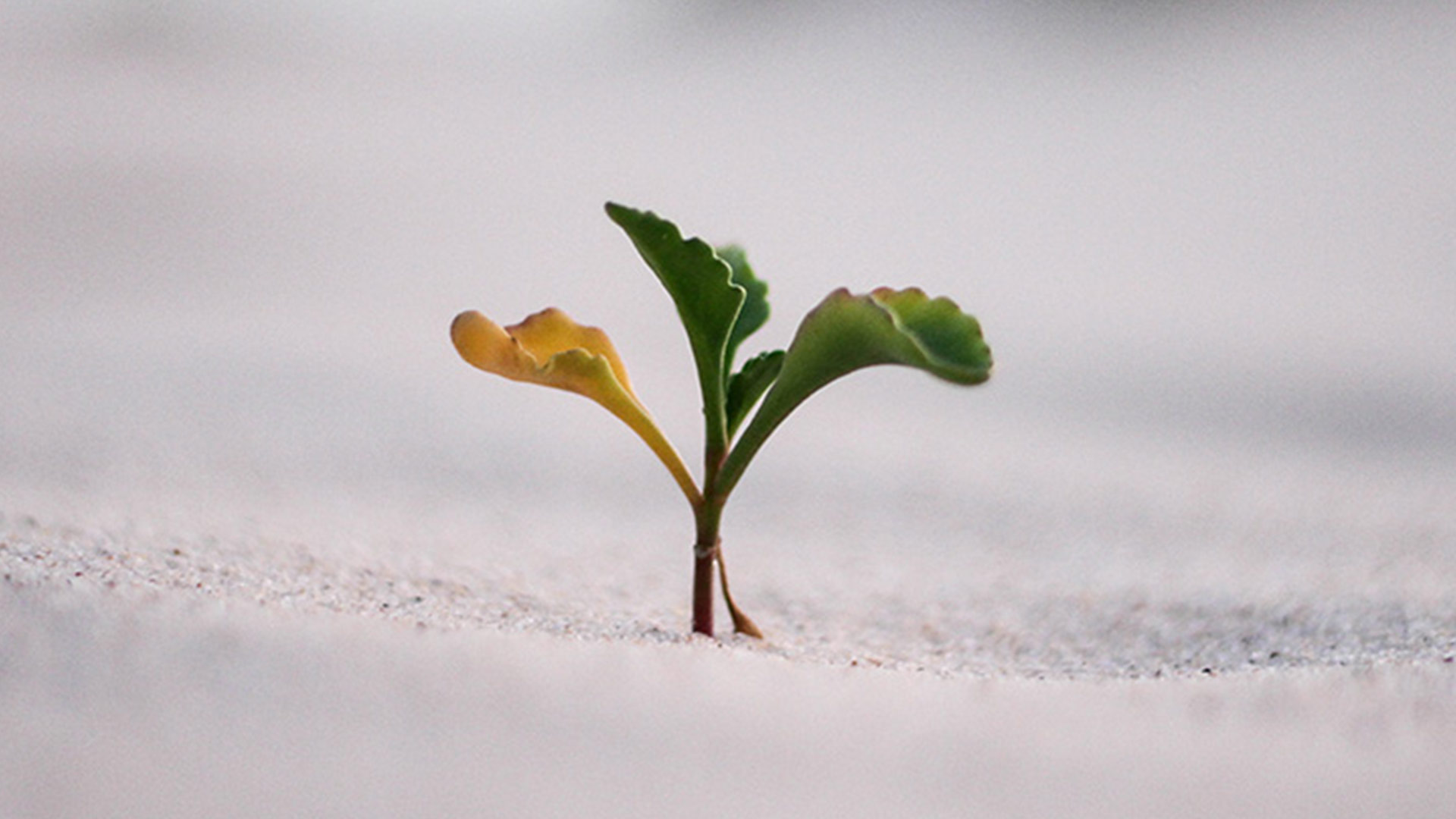 Jeune pousse d'une plante